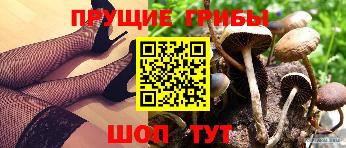 Псилоцибиновые грибы Psilocybine cubensis Ейск